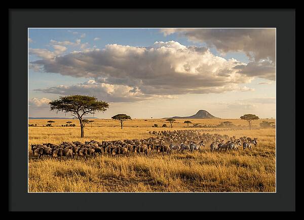 Serengeti Sunset Migration