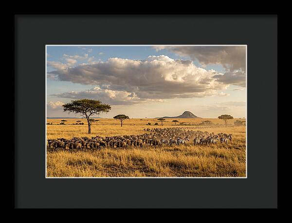 Serengeti Sunset Migration