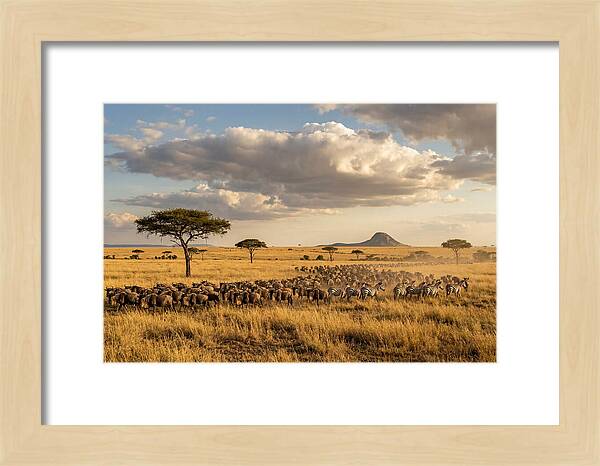 Serengeti Sunset Migration