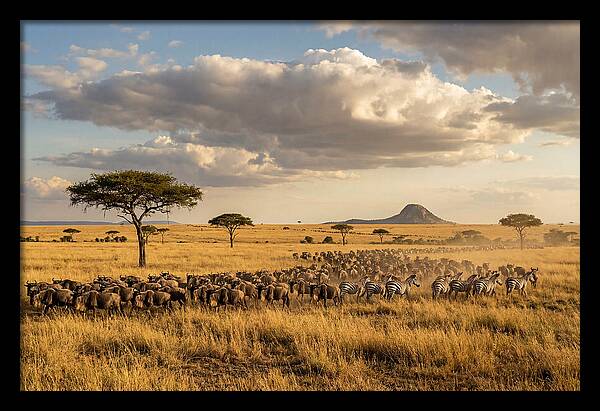 Serengeti Sunset Migration