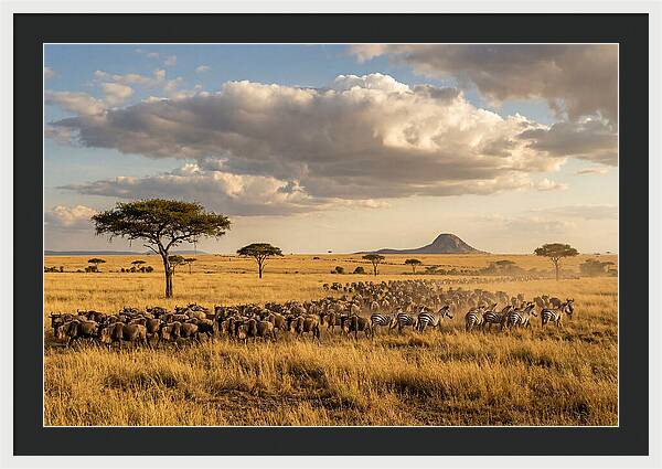 Serengeti Sunset Migration