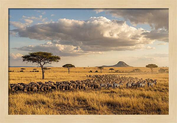 Serengeti Sunset Migration