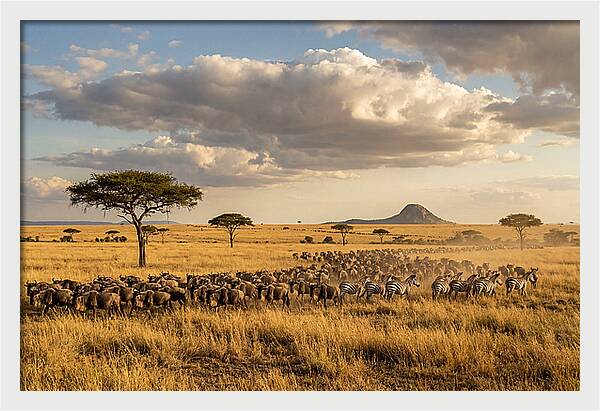 Serengeti Sunset Migration