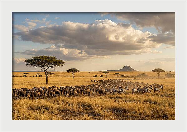 Serengeti Sunset Migration