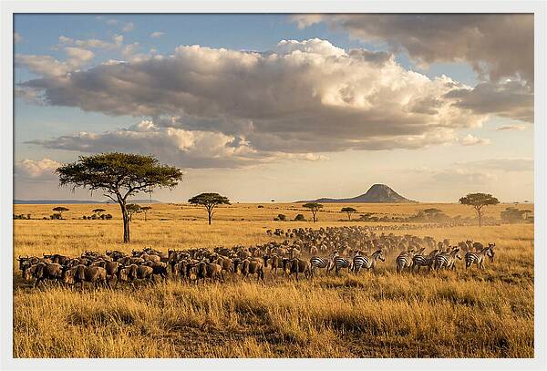 Serengeti Sunset Migration
