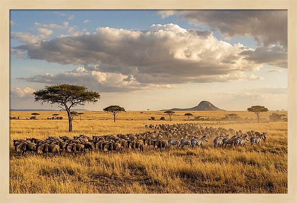 Serengeti Sunset Migration