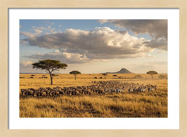 Serengeti Sunset Migration