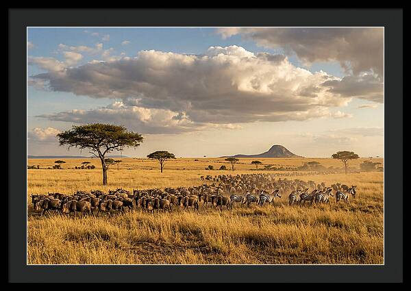 Serengeti Sunset Migration