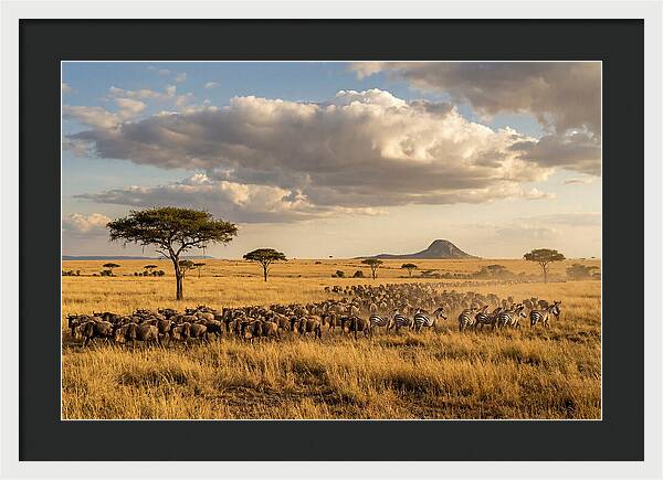 Serengeti Sunset Migration