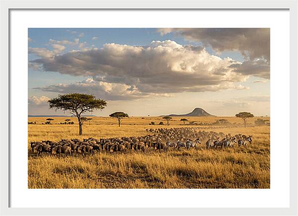 Serengeti Sunset Migration