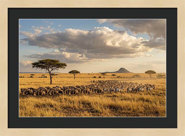 Serengeti Sunset Migration