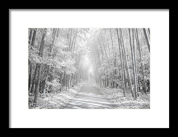 Serenity Among Arashiyama Bamboo