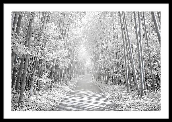 Serenity Among Arashiyama Bamboo