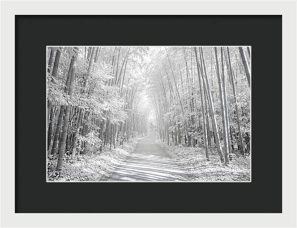 Serenity Among Arashiyama Bamboo