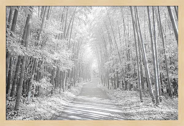 Serenity Among Arashiyama Bamboo