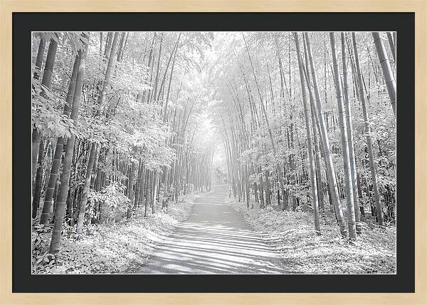 Serenity Among Arashiyama Bamboo