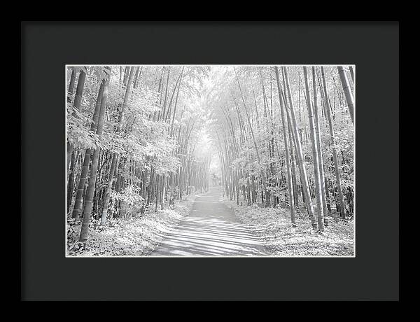 Serenity Among Arashiyama Bamboo