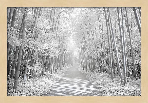 Serenity Among Arashiyama Bamboo