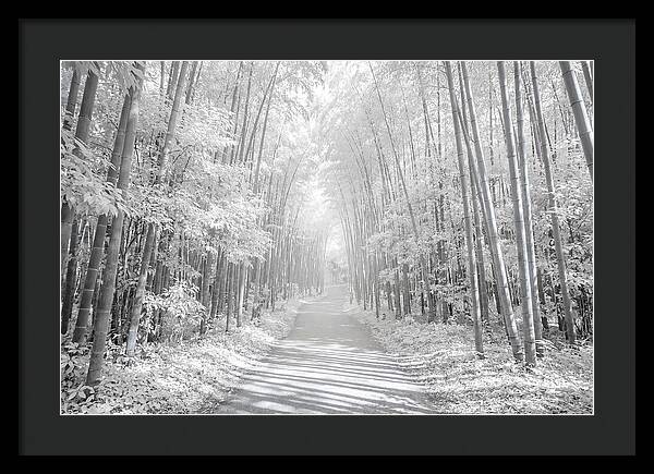 Serenity Among Arashiyama Bamboo