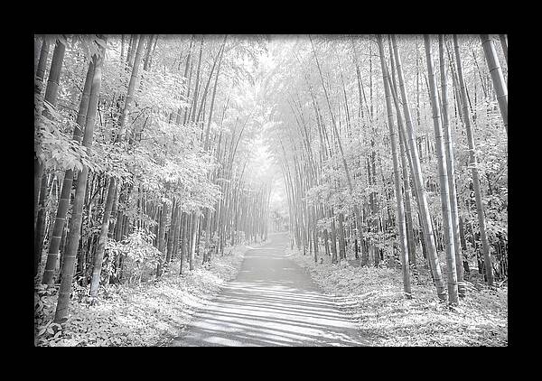 Serenity Among Arashiyama Bamboo