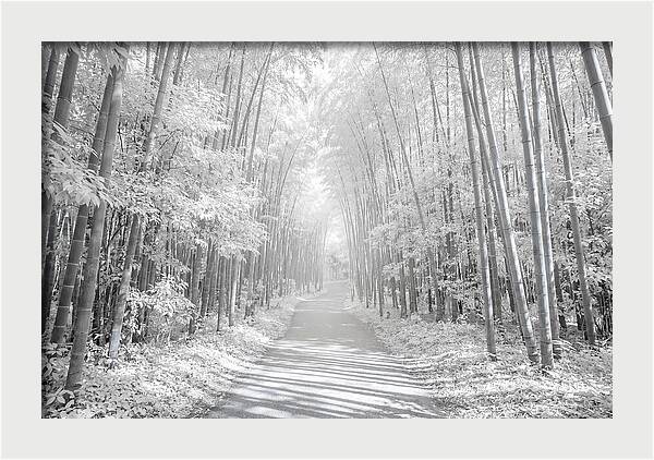 Serenity Among Arashiyama Bamboo