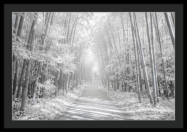 Serenity Among Arashiyama Bamboo