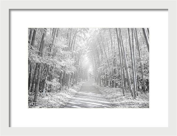 Serenity Among Arashiyama Bamboo