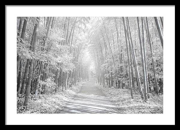 Serenity Among Arashiyama Bamboo