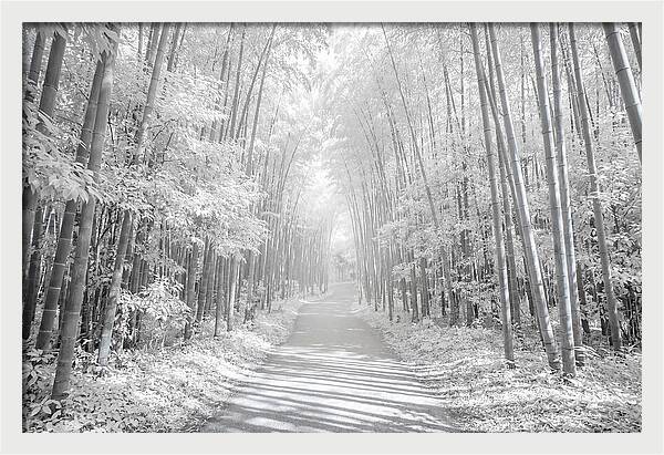 Serenity Among Arashiyama Bamboo