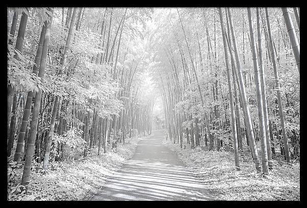 Serenity Among Arashiyama Bamboo