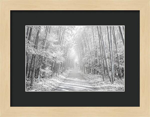 Serenity Among Arashiyama Bamboo