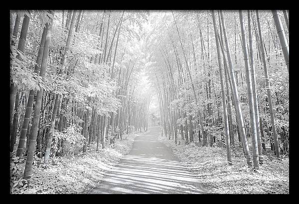 Serenity Among Arashiyama Bamboo