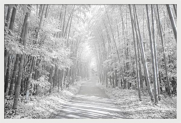 Serenity Among Arashiyama Bamboo