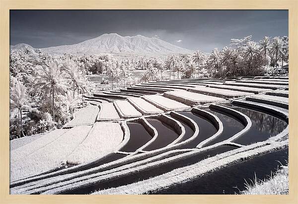 Serenity Among Tegalalang Rice Terraces