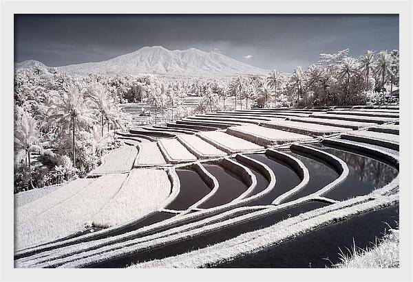 Serenity Among Tegalalang Rice Terraces