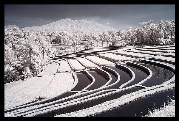 Serenity Among Tegalalang Rice Terraces