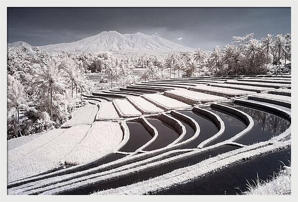 Serenity Among Tegalalang Rice Terraces