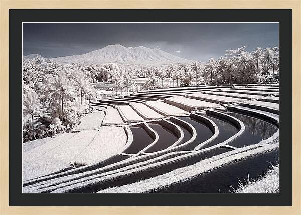 Serenity Among Tegalalang Rice Terraces
