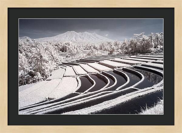 Serenity Among Tegalalang Rice Terraces