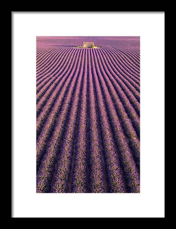Serenity In Lavender Fields