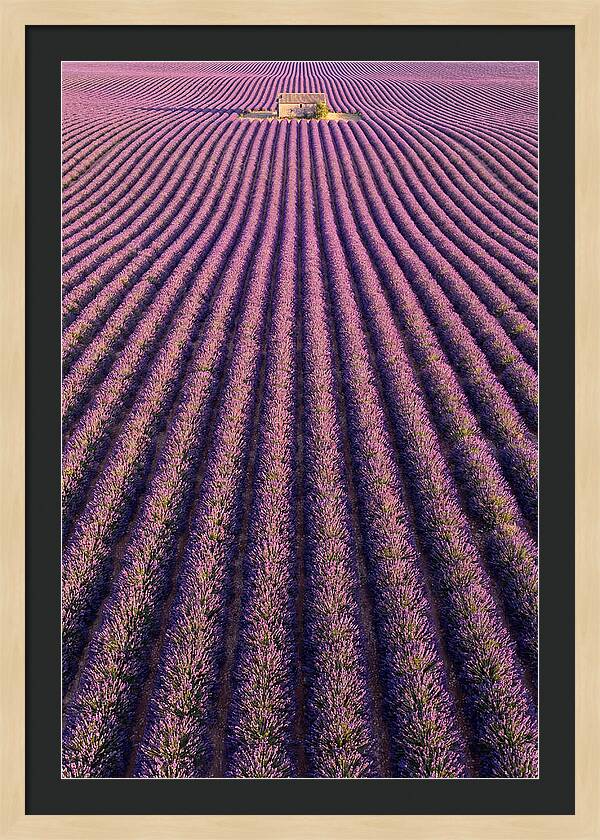 Serenity In Lavender Fields