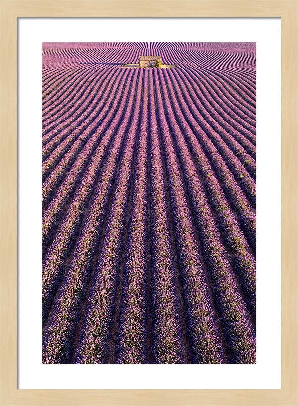 Serenity In Lavender Fields