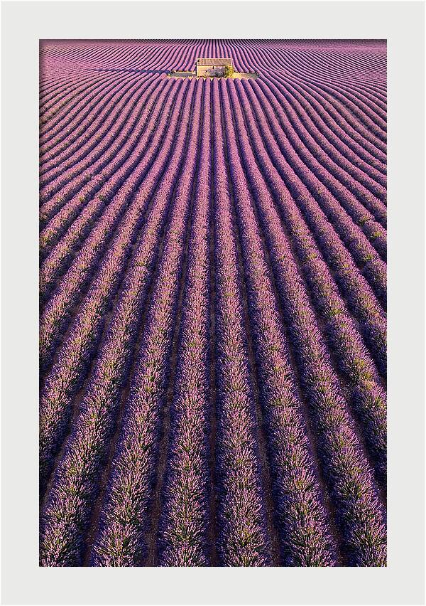 Serenity In Lavender Fields