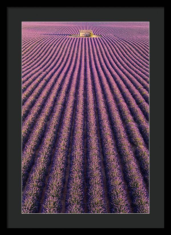 Serenity In Lavender Fields
