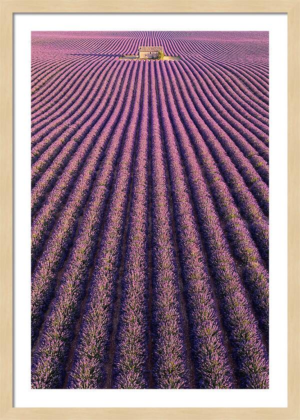 Serenity In Lavender Fields
