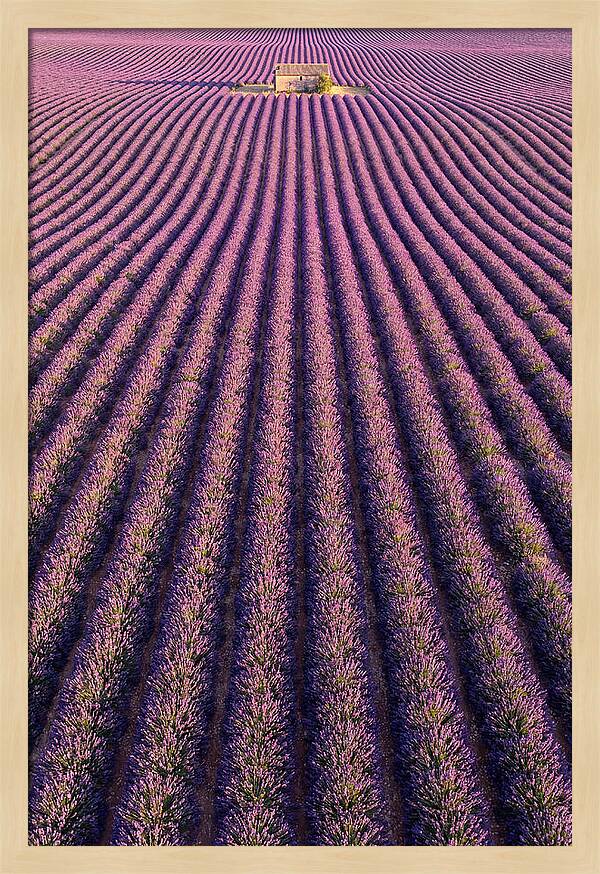 Serenity In Lavender Fields
