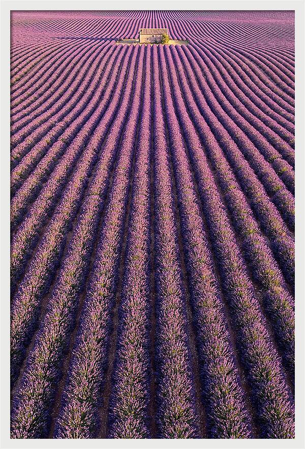Serenity In Lavender Fields