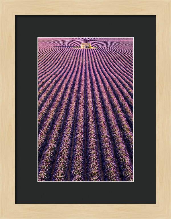 Serenity In Lavender Fields