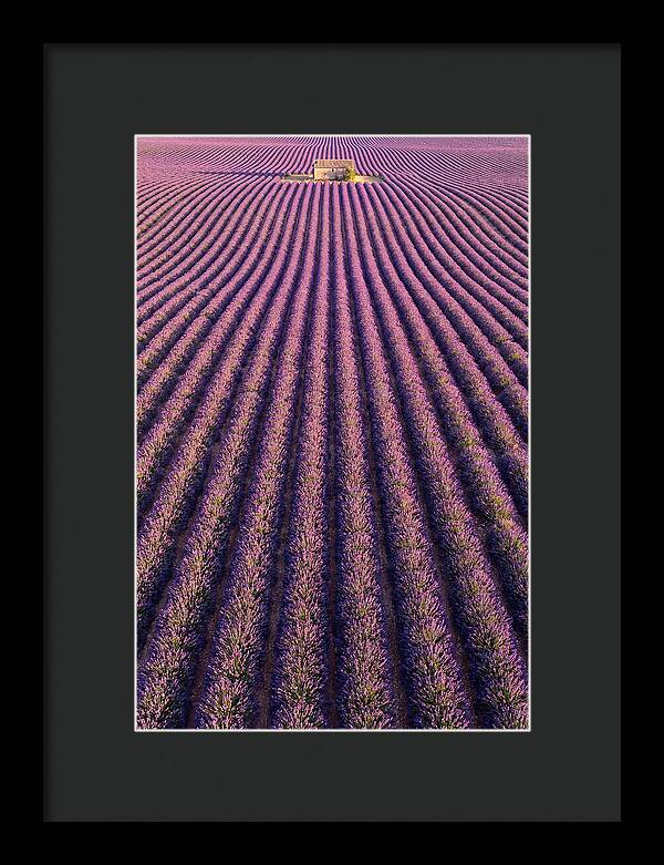Serenity In Lavender Fields