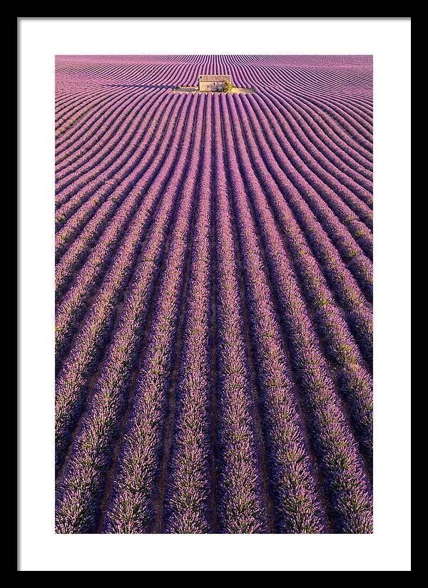Serenity In Lavender Fields